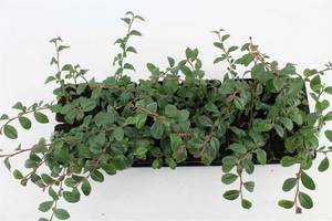 Pflanzen Für Dich Cotoneaster dammeri 'Radicans', Teppichmispel, immergrün, ca. 9x9 cm Topf 