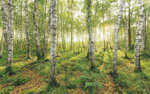 Komar Birch Trees 400 x 250 cm Vliestapete