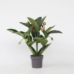 Plant In A Box Rosenmedinilla - Medinilla magnifica - Höhe 55-60cm - Topf 17cm 