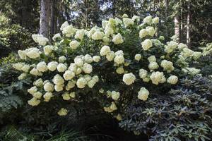 Pflanzen Für Dich Hydrangea paniculata 'Phantom', Rispenhortensie, cremeweiß, 60–80 cm 